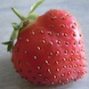 Erdbeere