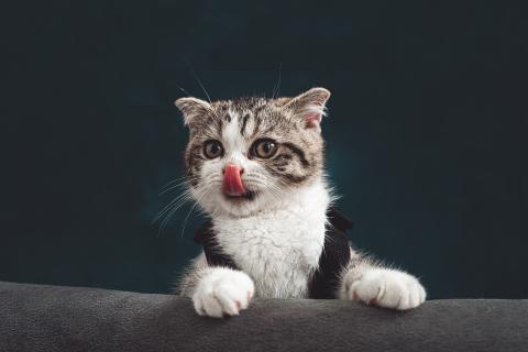 kleine katze - sorry, dass mir die worte für eine vernünftige beschreibung fehlen